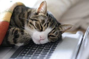 Power napping, like this cat does, can be a great tool to avoid procrastination in the afternoon, but it takes more to fight it.