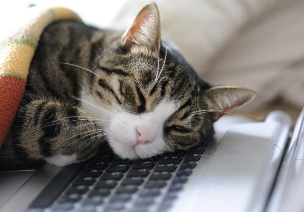 Power napping, like this cat does, can be a great tool to avoid procrastination in the afternoon, but it takes more to fight it.